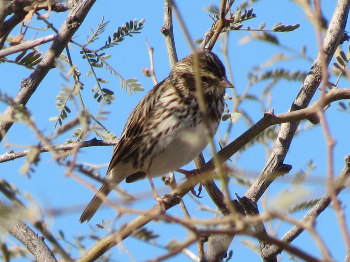 Savannah Sparrow - ML646432667