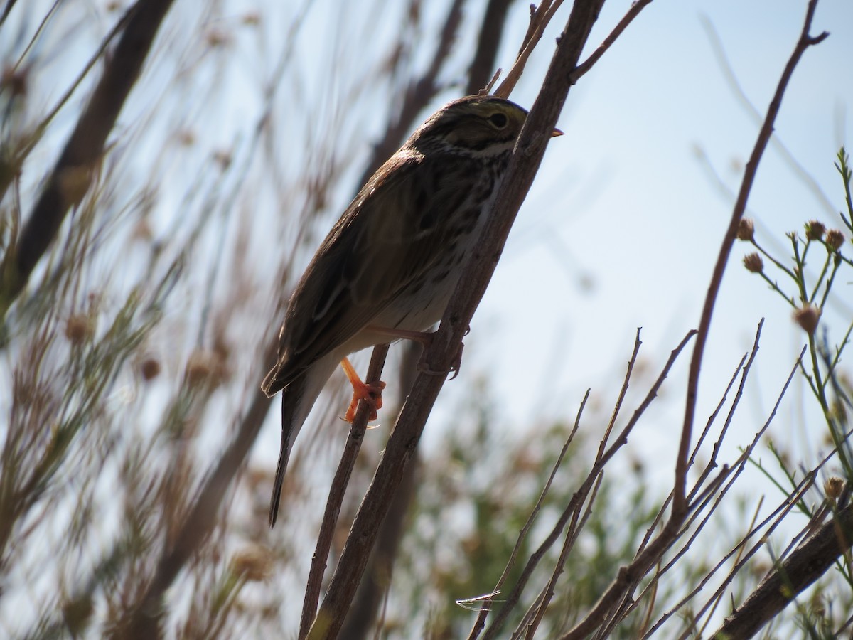Savannah Sparrow - ML646432668