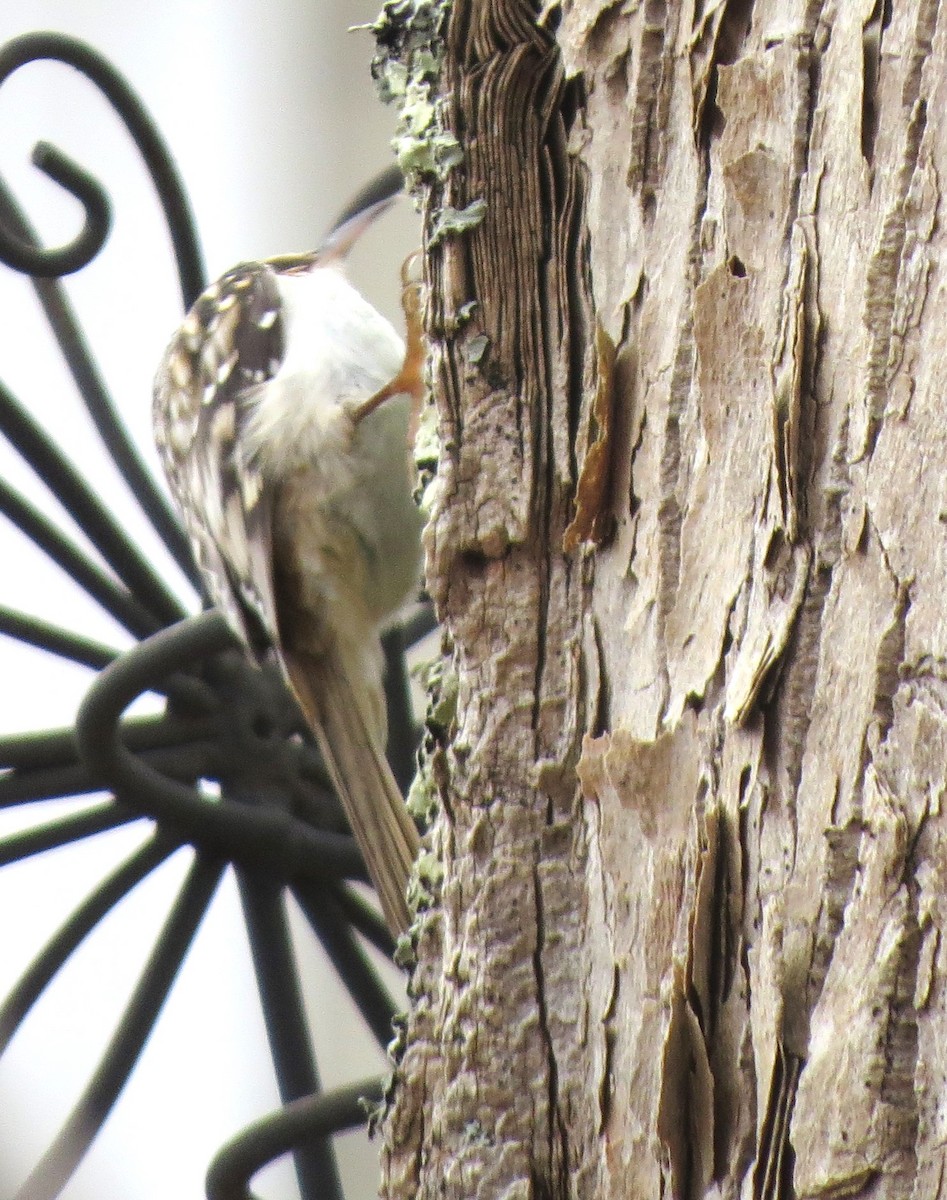 Brown Creeper - ML646432669