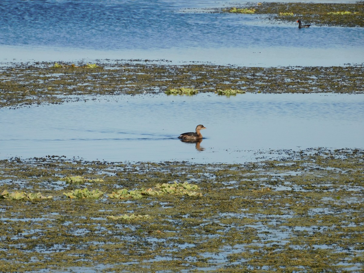 Pied-billed Grebe - ML646432670