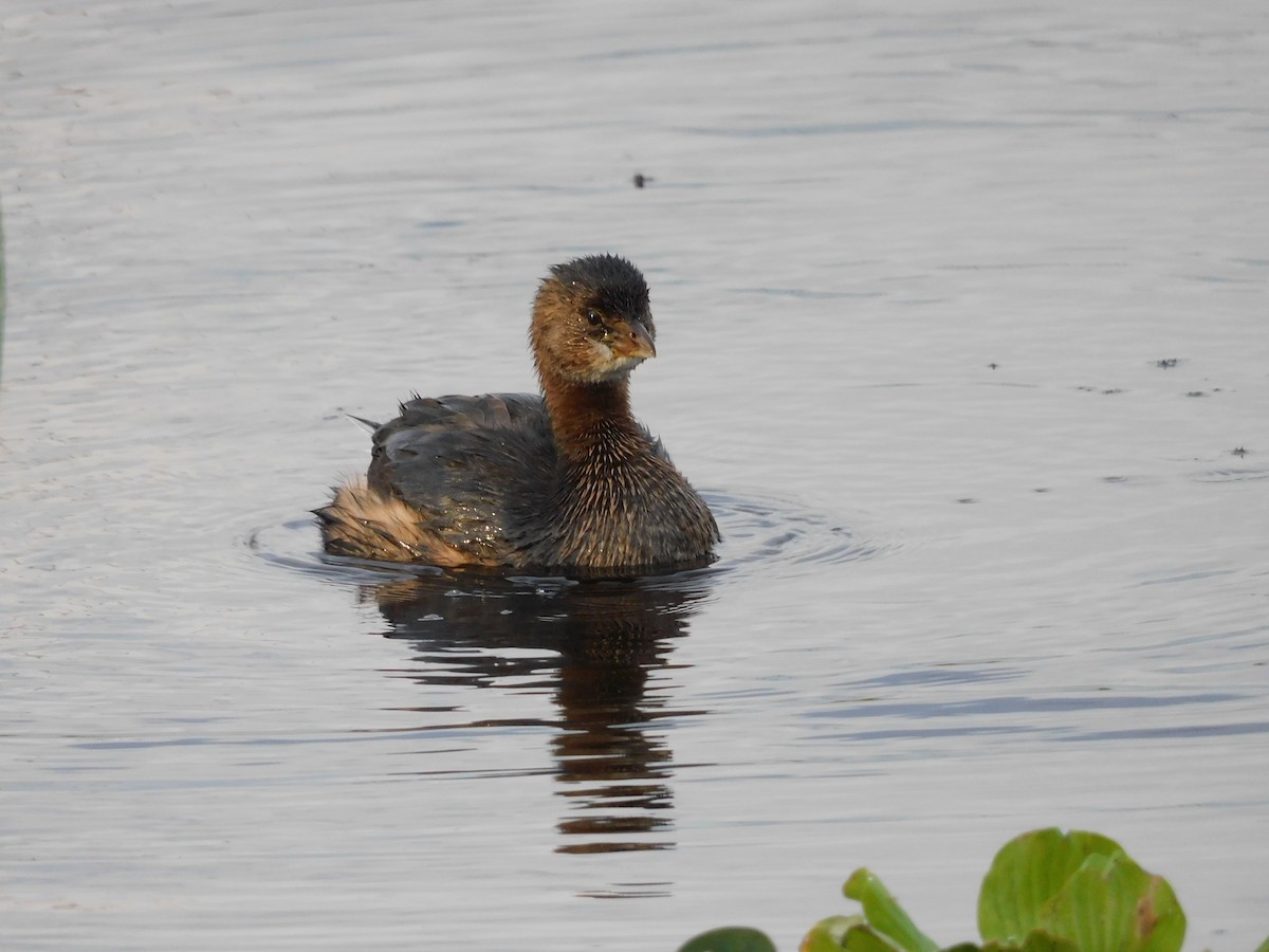 Pied-billed Grebe - ML646432671