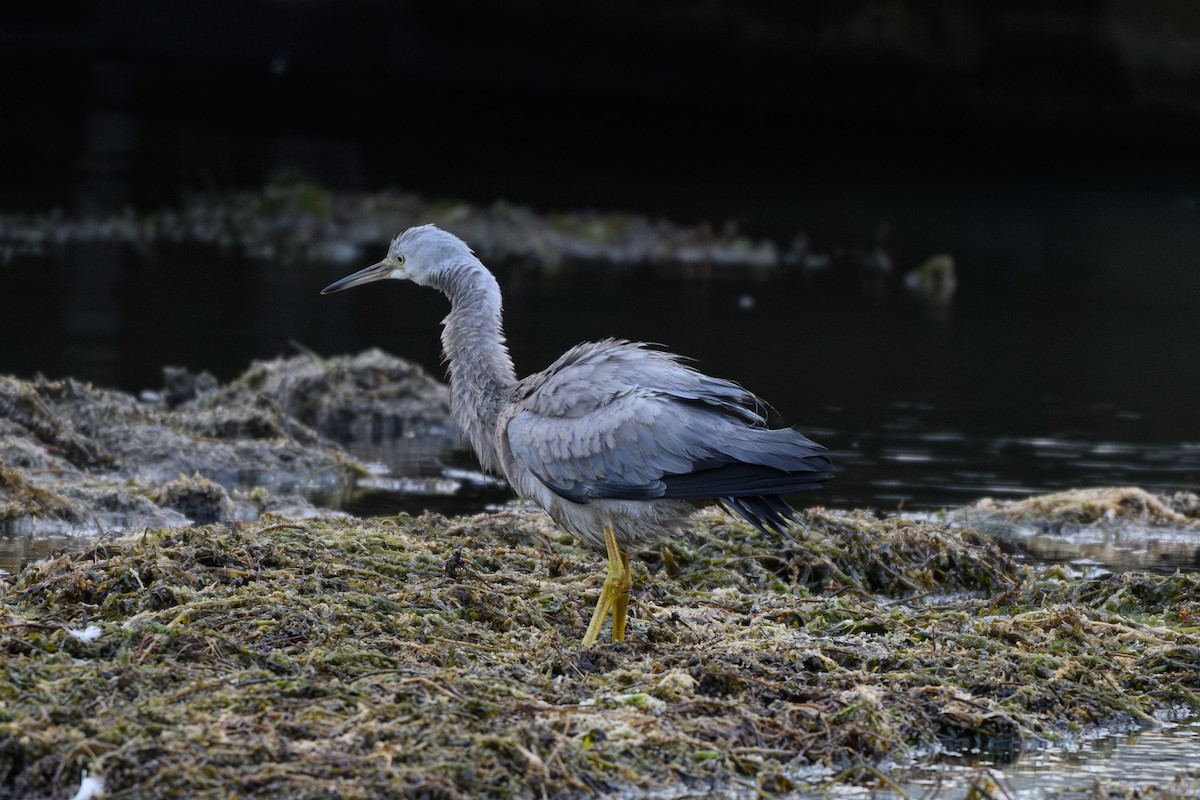 White-faced Heron - ML646432672