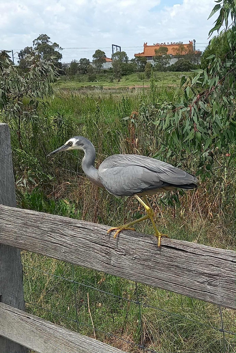 White-faced Heron - ML646432673