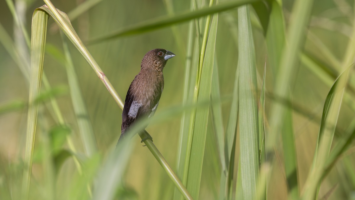 White-rumped Munia - ML646432674