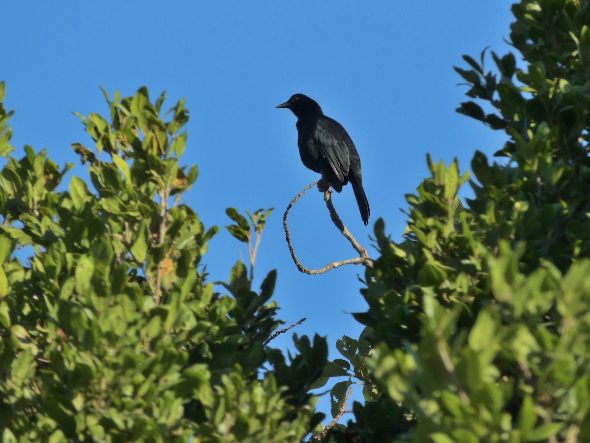 Melodious Blackbird - ML646432677