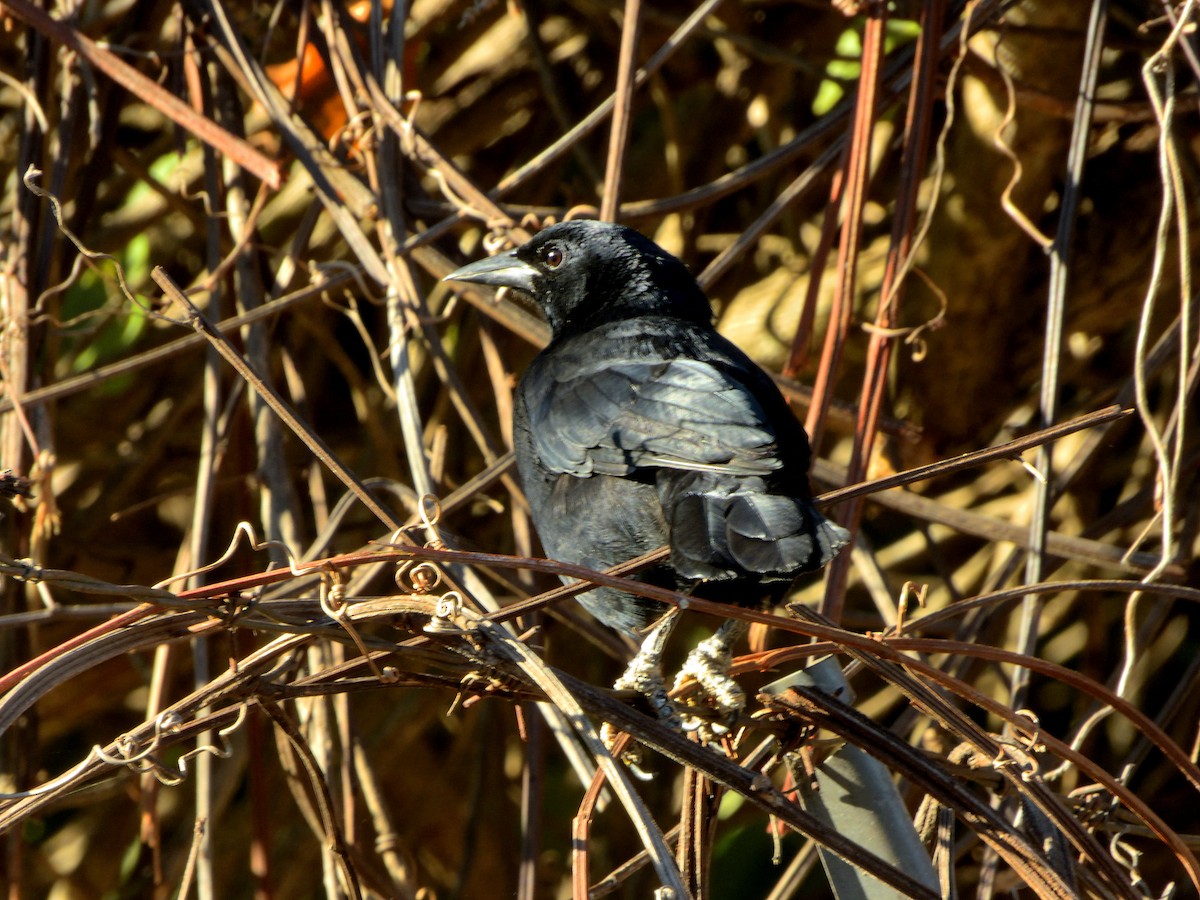 Melodious Blackbird - ML646432678