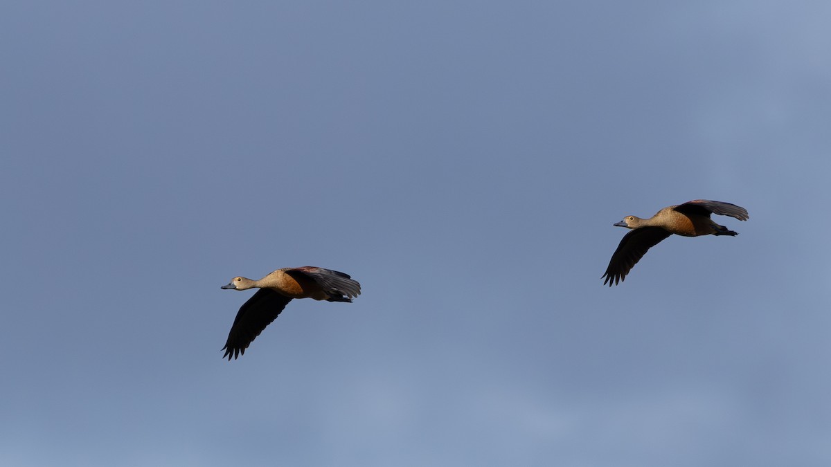 Lesser Whistling-Duck - ML646432679
