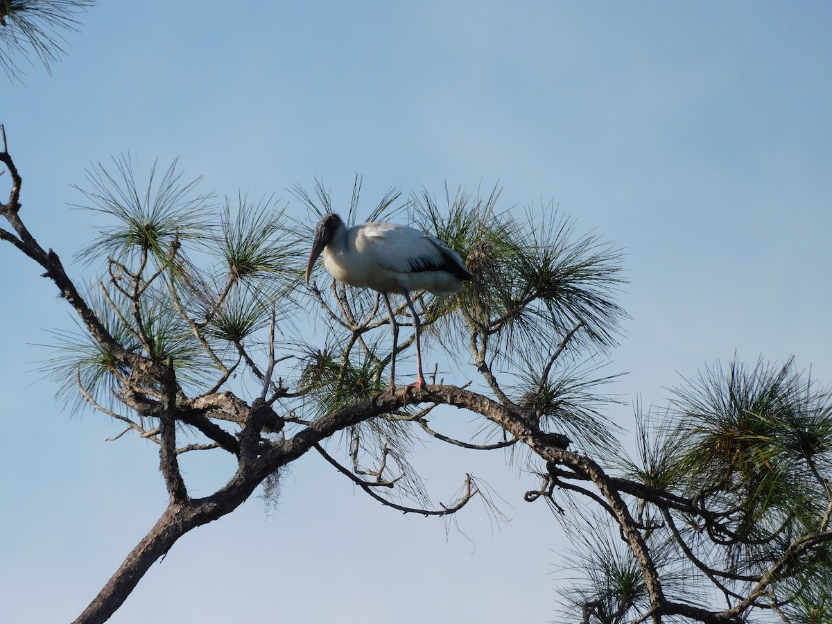 Wood Stork - ML646432680