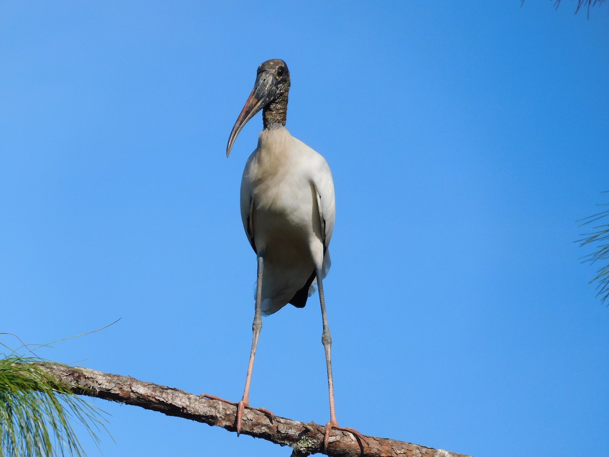 Wood Stork - ML646432681