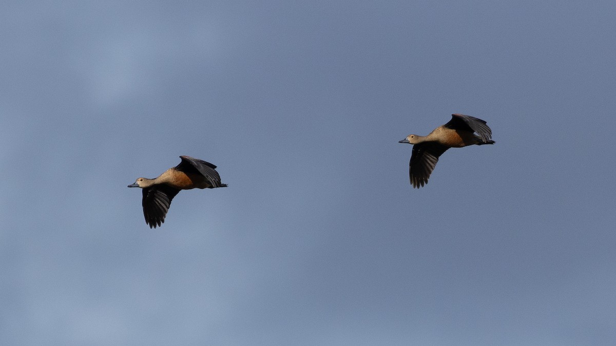 Lesser Whistling-Duck - ML646432682