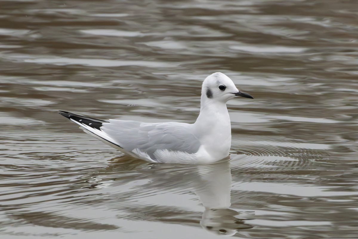 Bonaparte's Gull - ML646432683