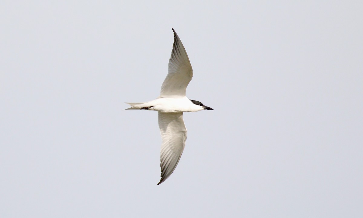 鷗嘴燕鷗 - ML646432684