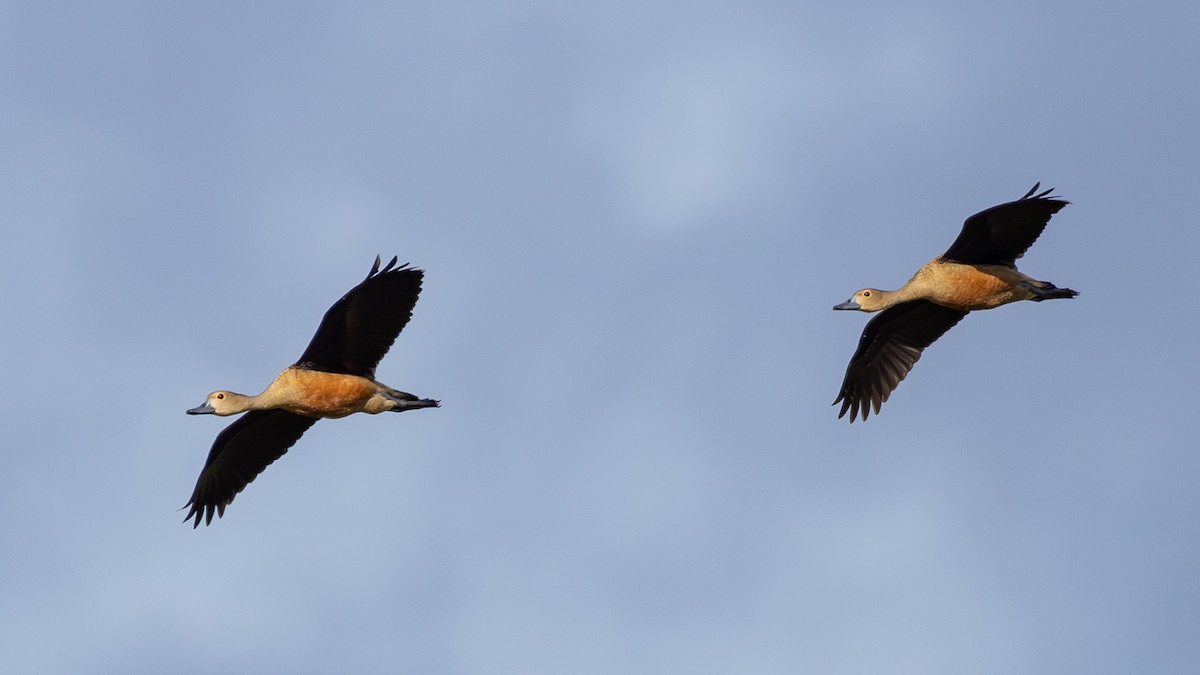 Lesser Whistling-Duck - ML646432685