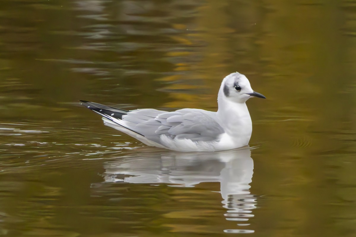 Bonaparte's Gull - ML646432686
