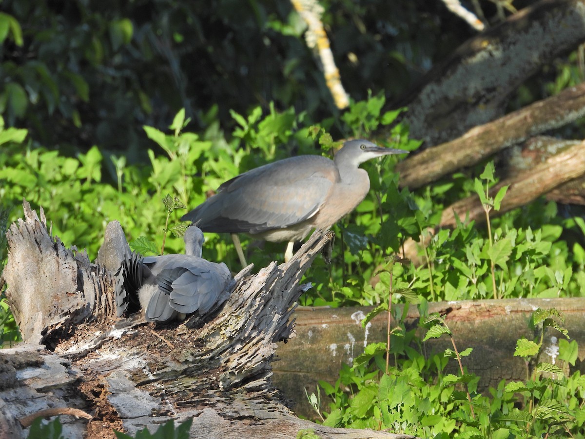 White-faced Heron - ML646432687