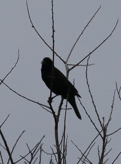 Red-winged Blackbird - ML646432700