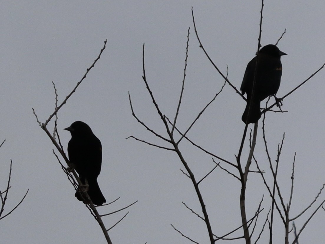 Red-winged Blackbird - ML646432701