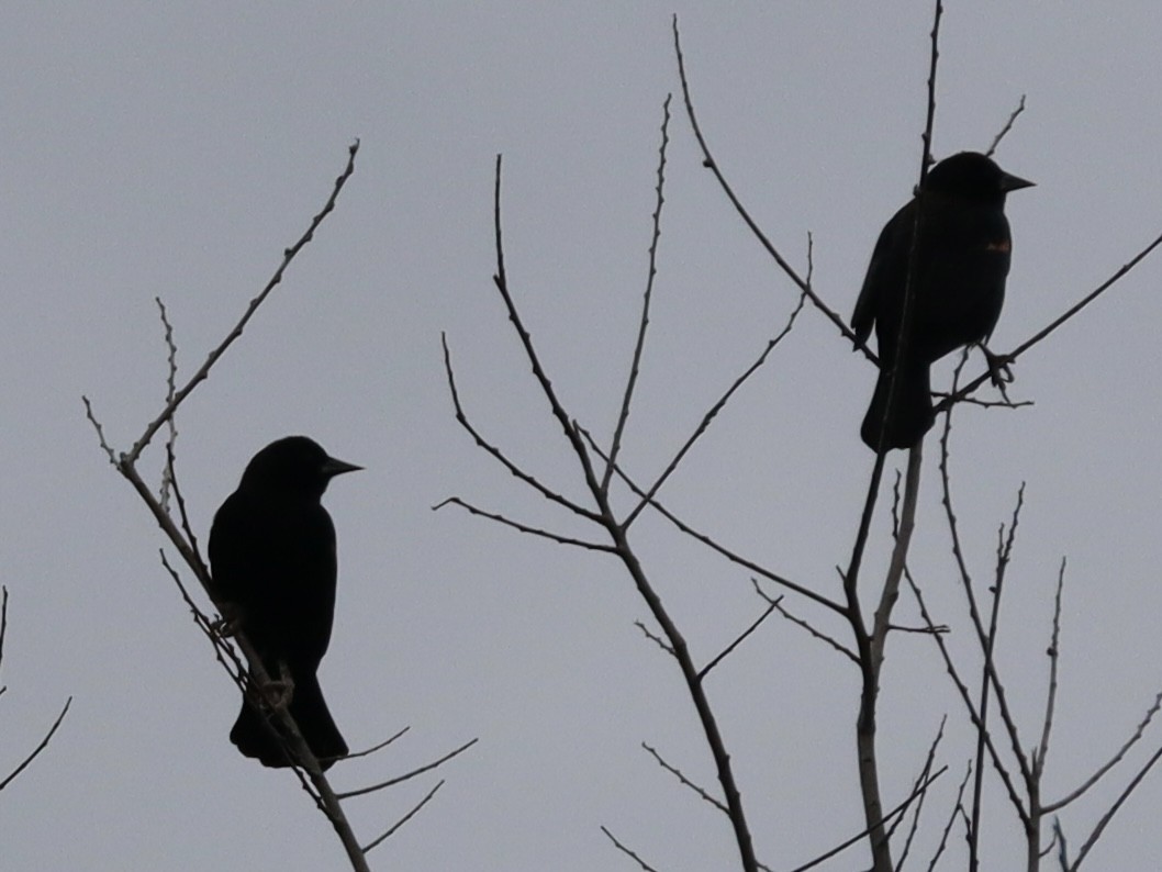 Red-winged Blackbird - ML646432702