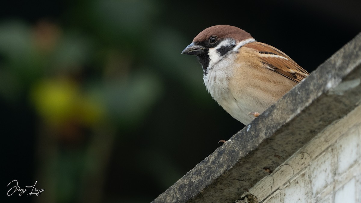 スズメ - ML646432704