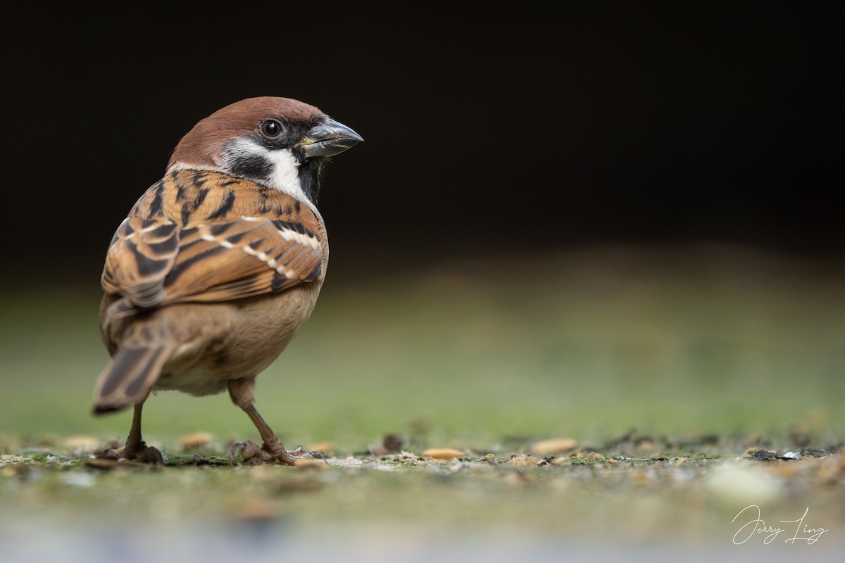 スズメ - ML646432705