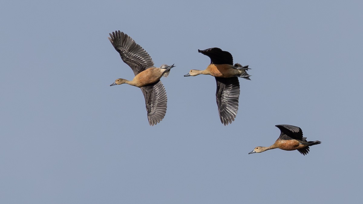 Lesser Whistling-Duck - ML646432706