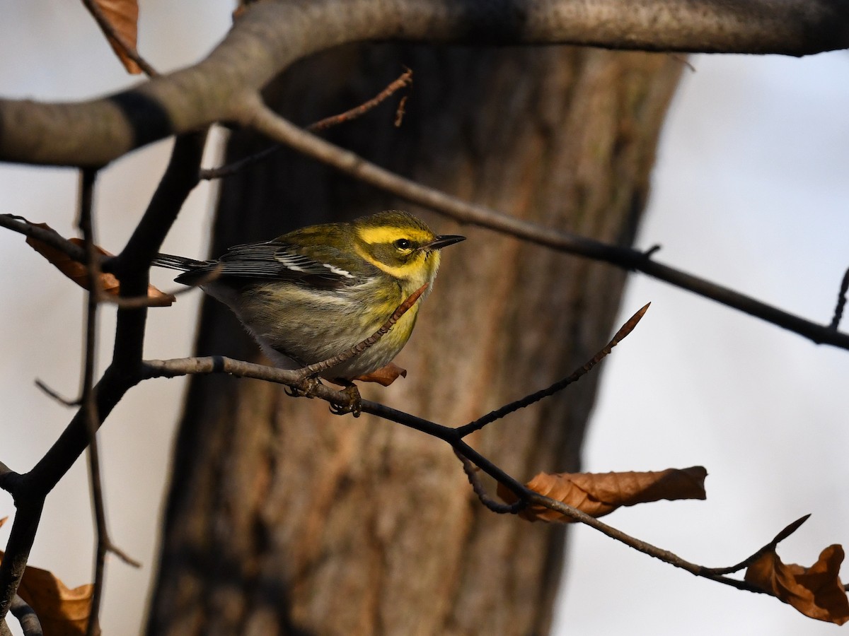 Townsend's Warbler - ML646432707