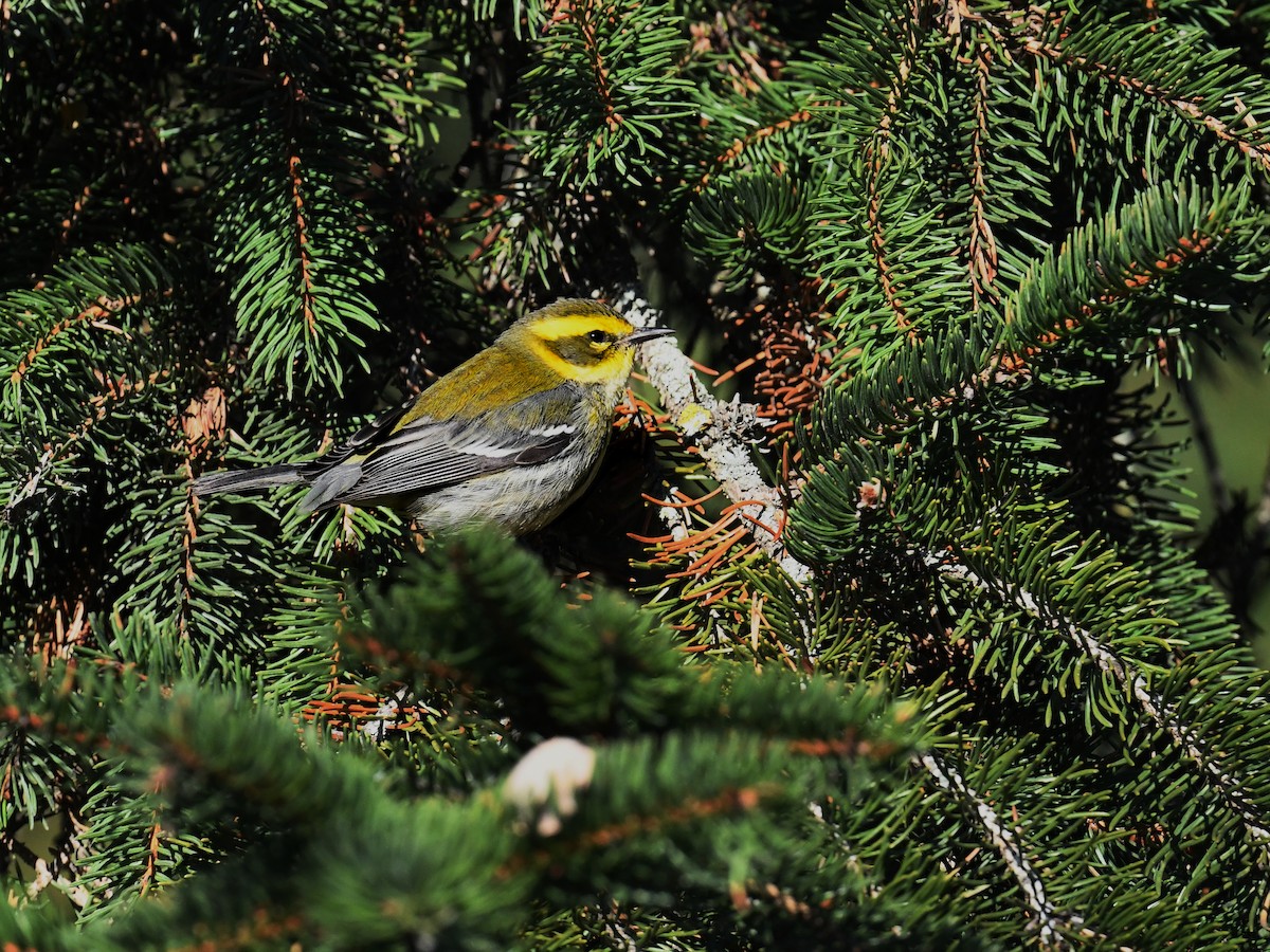 Townsend's Warbler - ML646432708