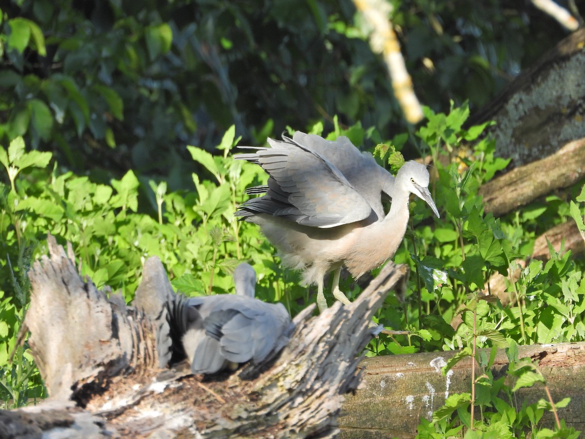 White-faced Heron - ML646432710