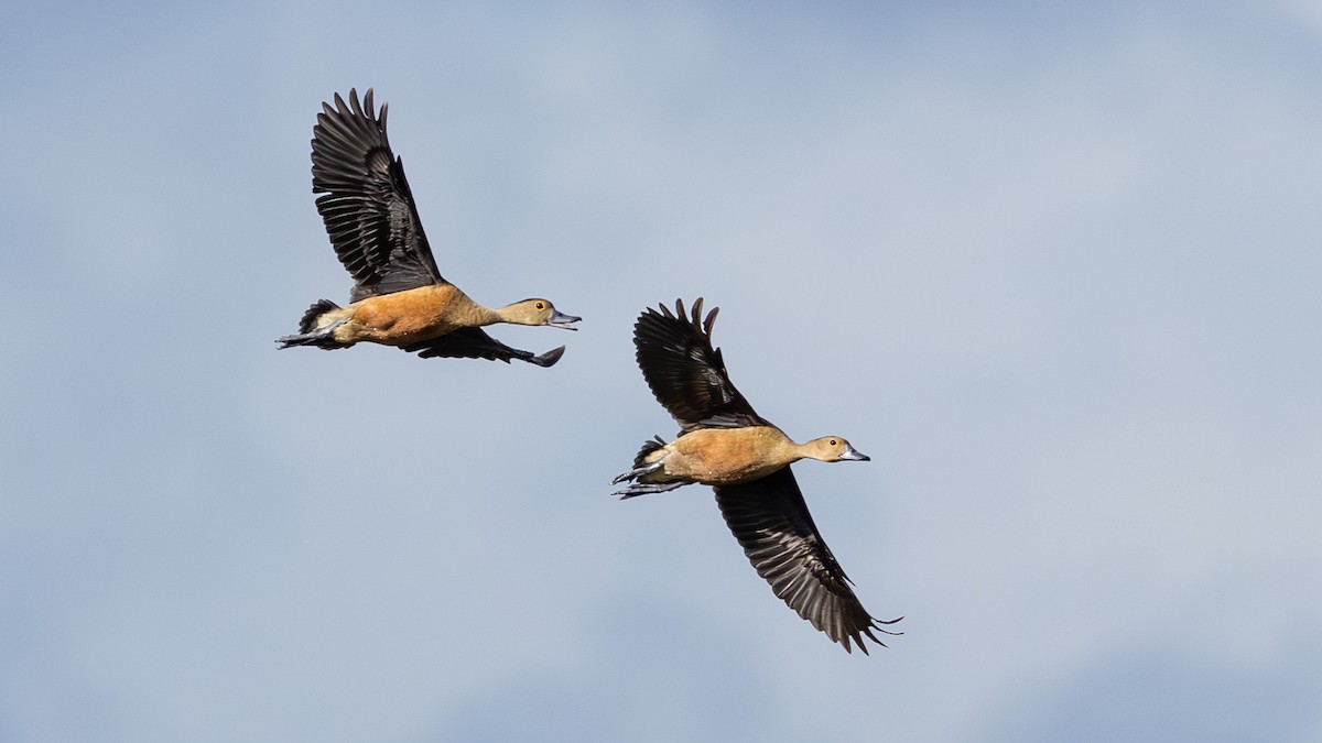 Lesser Whistling-Duck - ML646432711