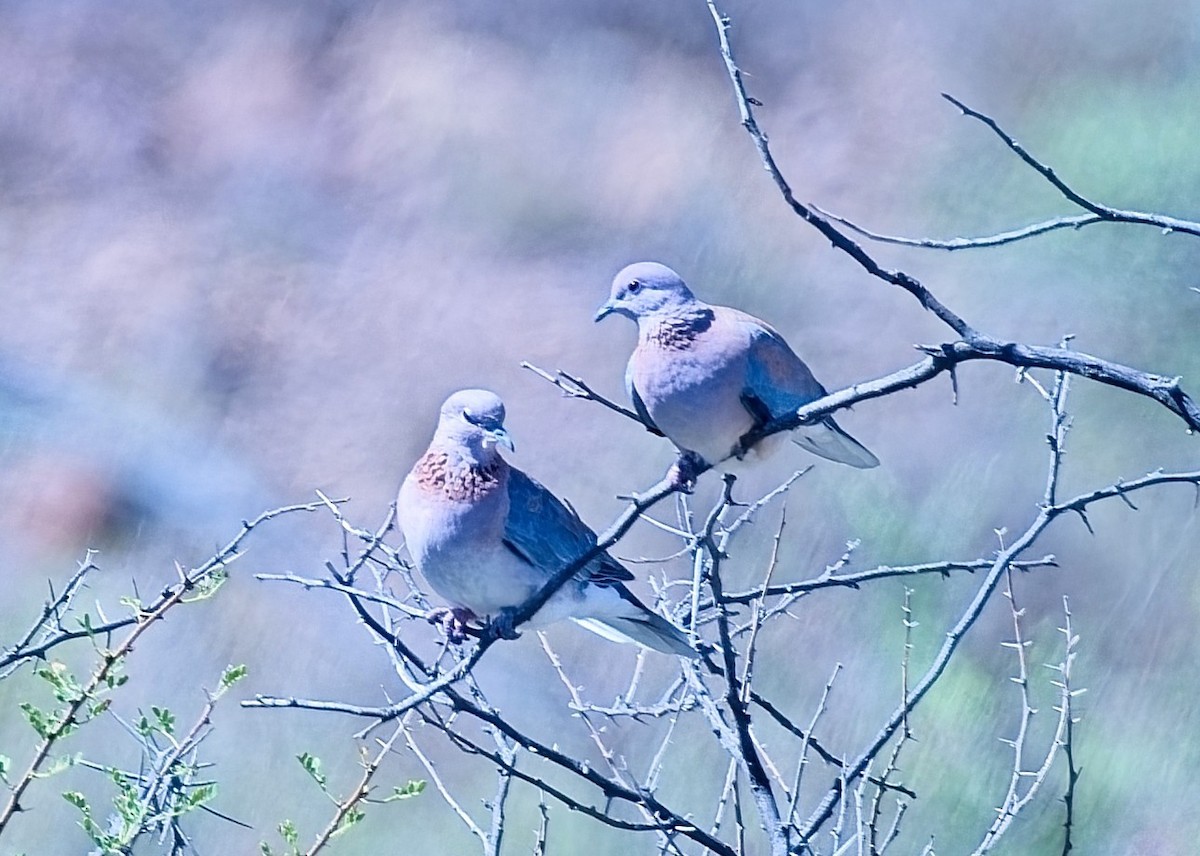 צוצלת - ML646432712