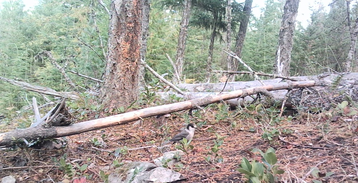 Canada Jay (Pacific) - ML646432713