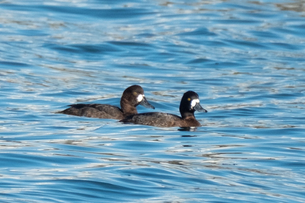Greater Scaup - ML646432714