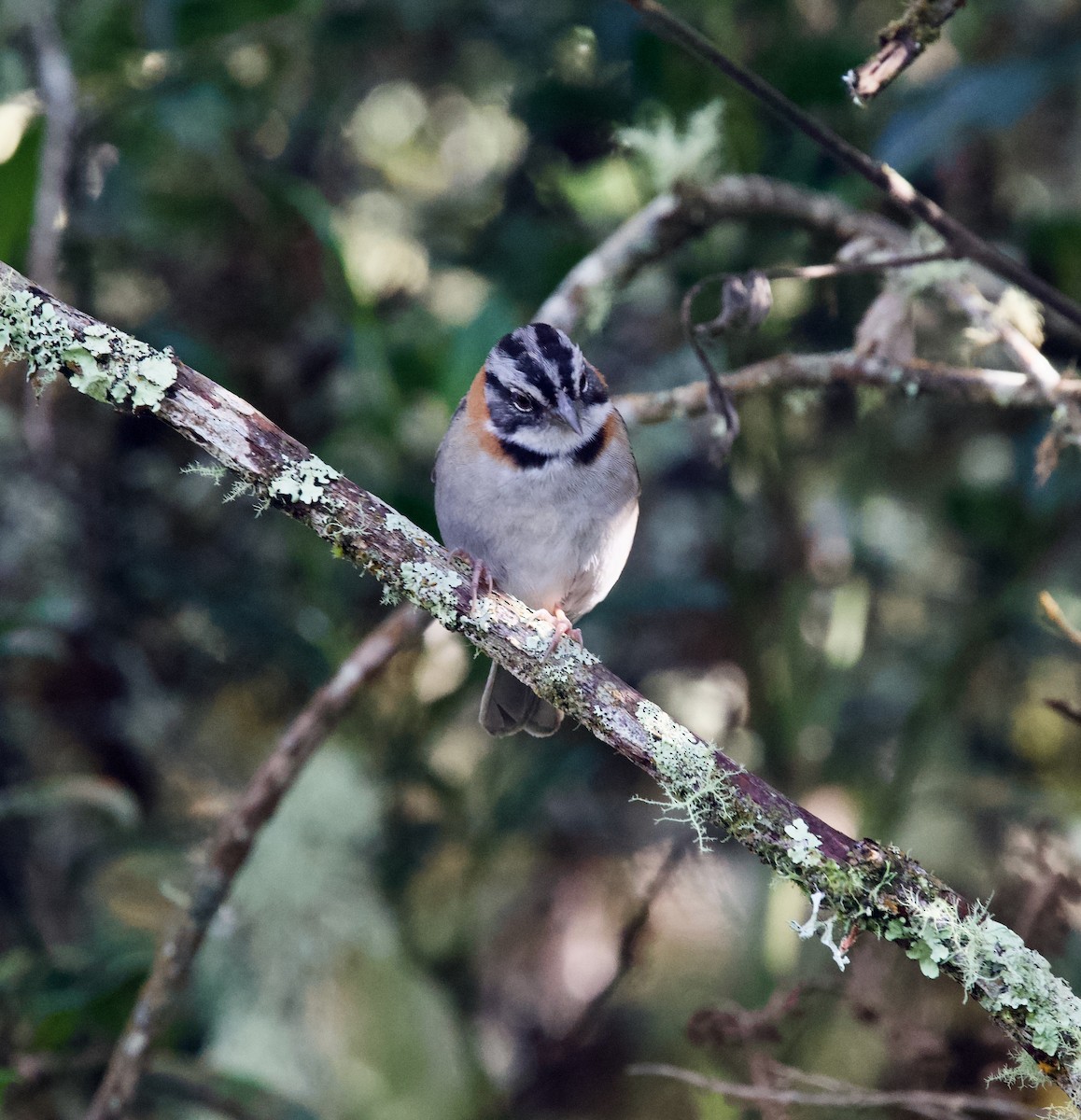 Rufous-collared Sparrow - ML646432717