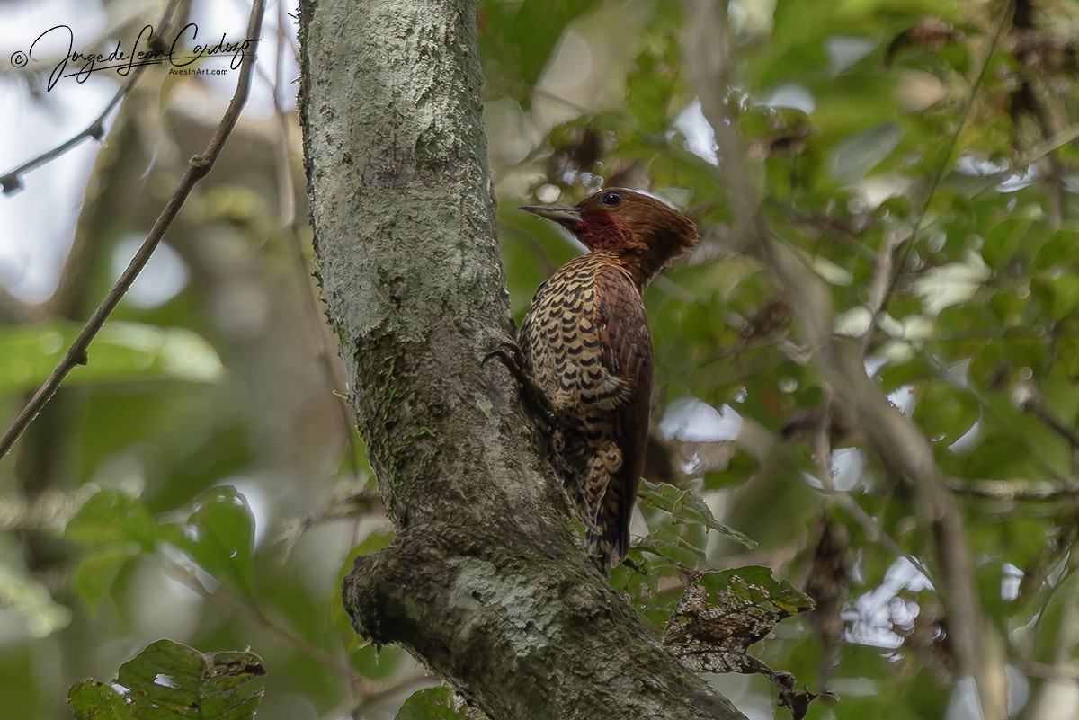 Cinnamon Woodpecker - ML646432718