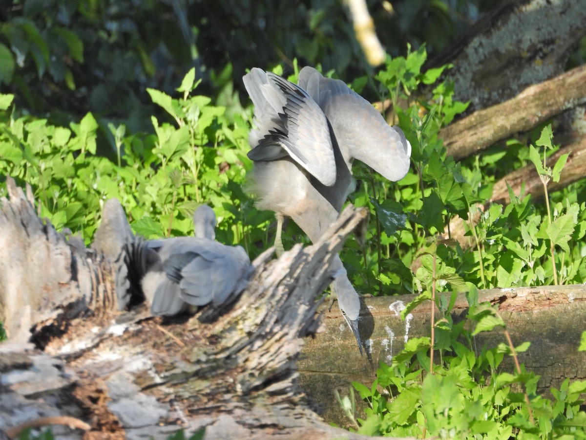 White-faced Heron - ML646432719