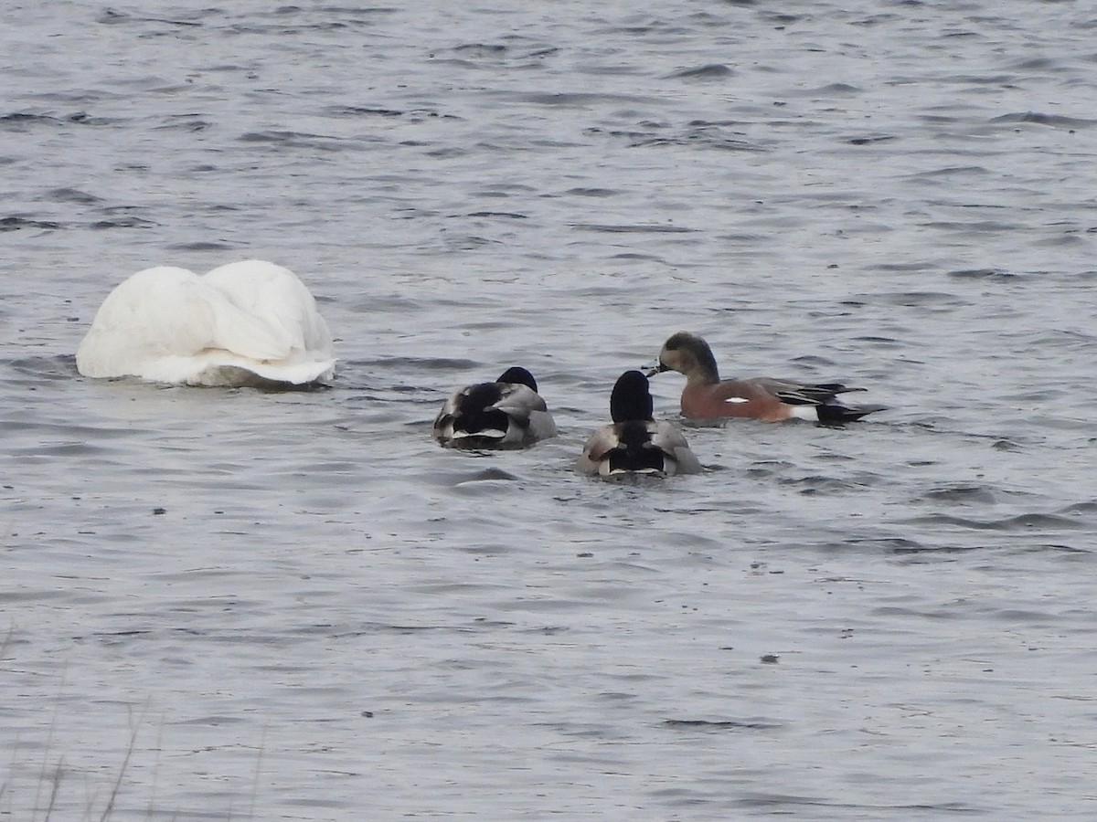 hvízdák americký - ML646432720