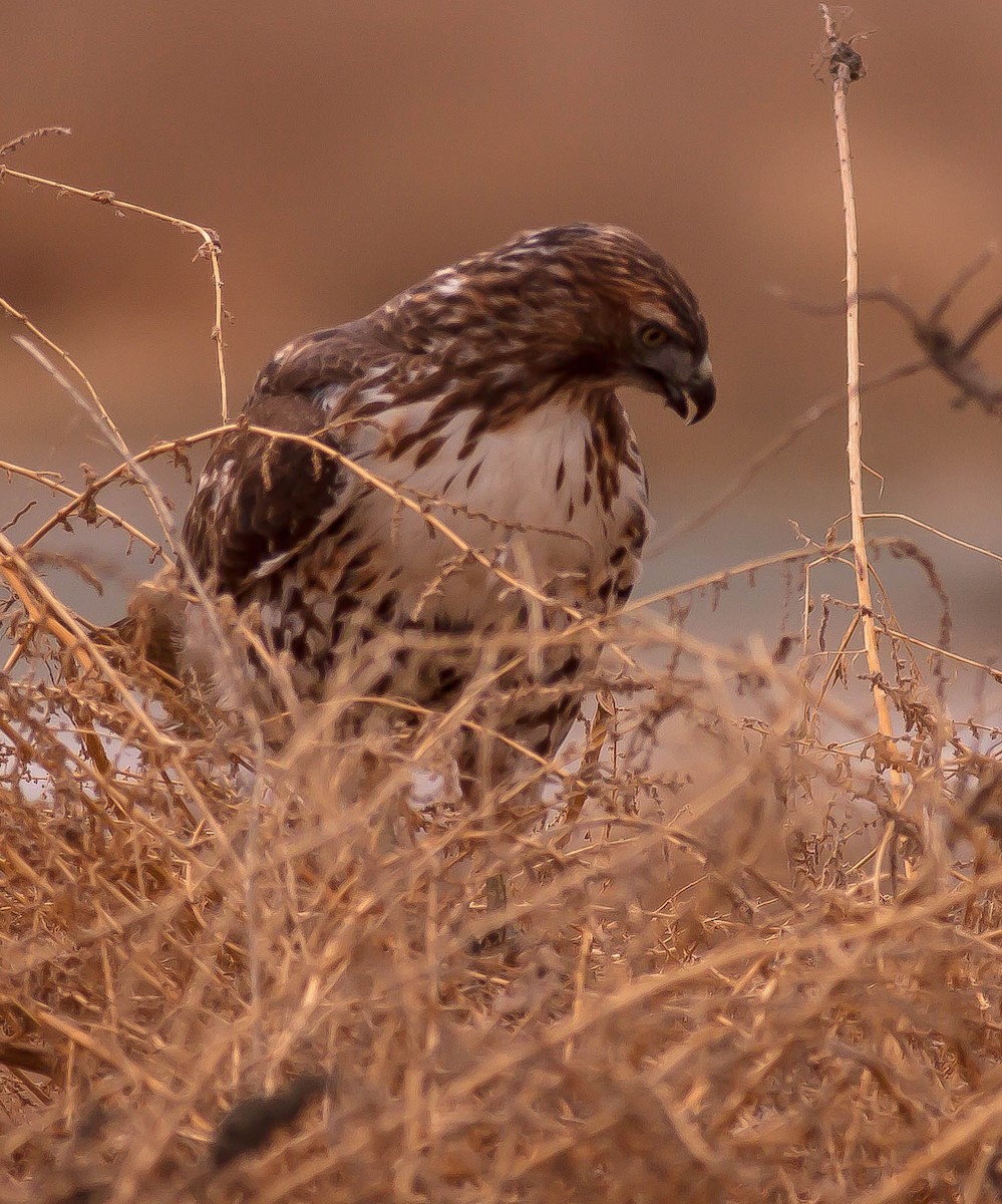 Red-tailed Hawk - ML646432723