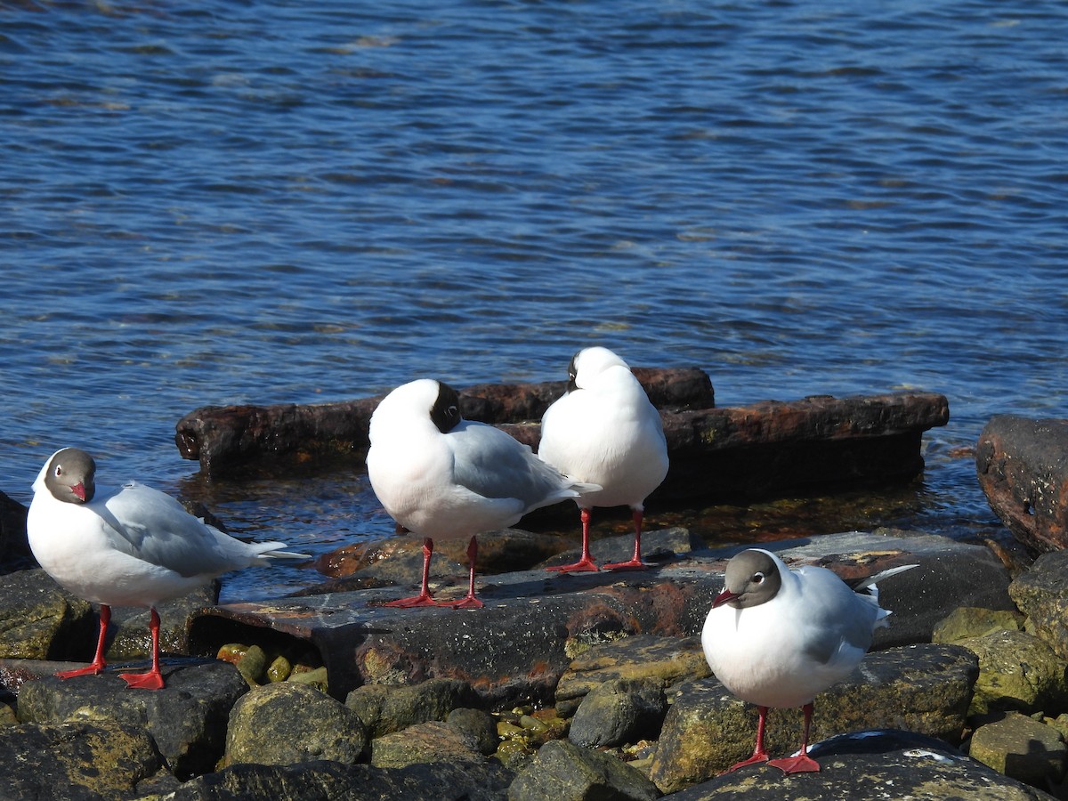 racek patagonský - ML646432724