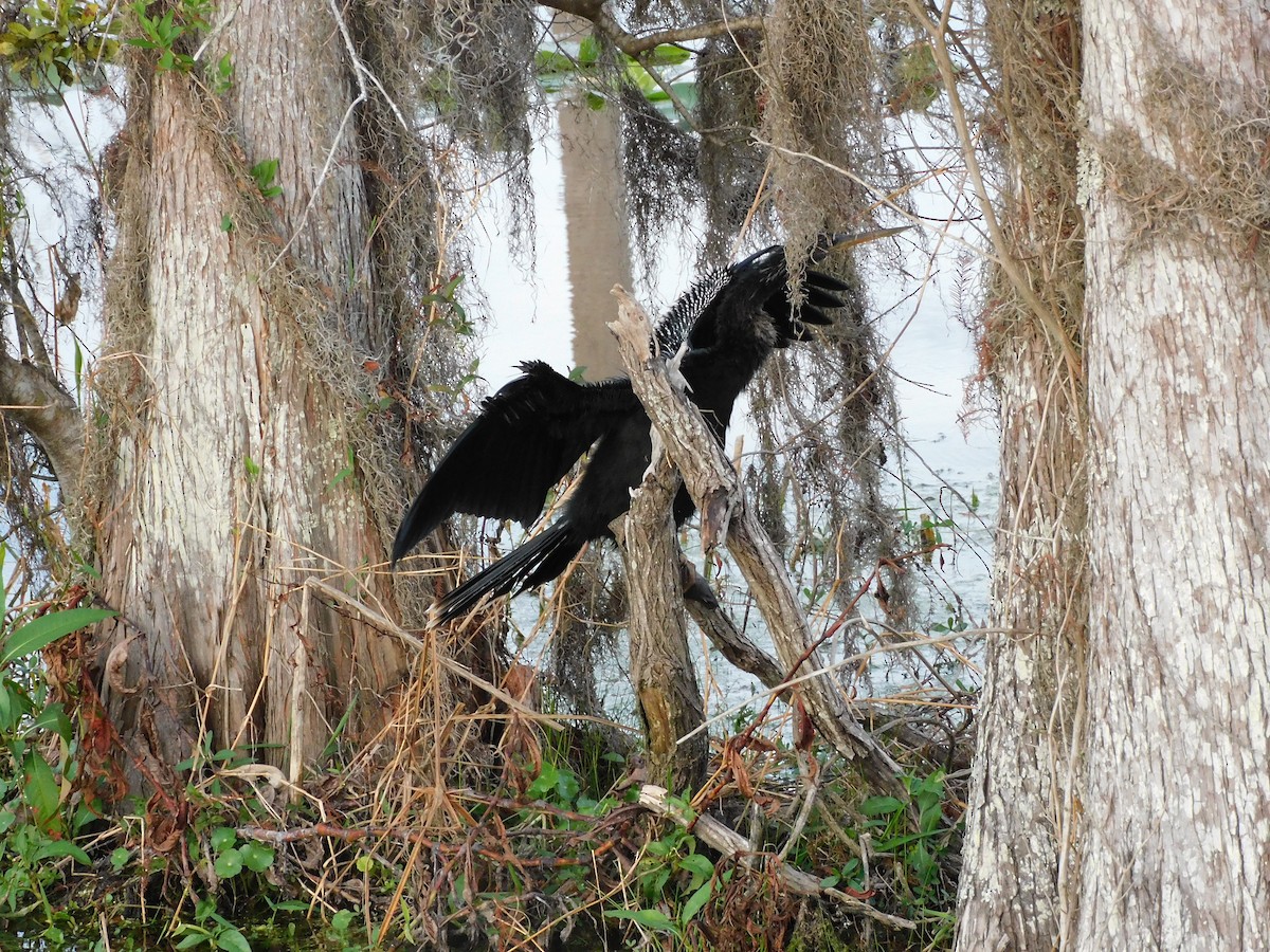 Anhinga - ML646432725