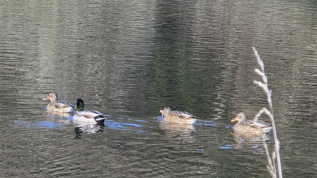 Mallard - ML646432726