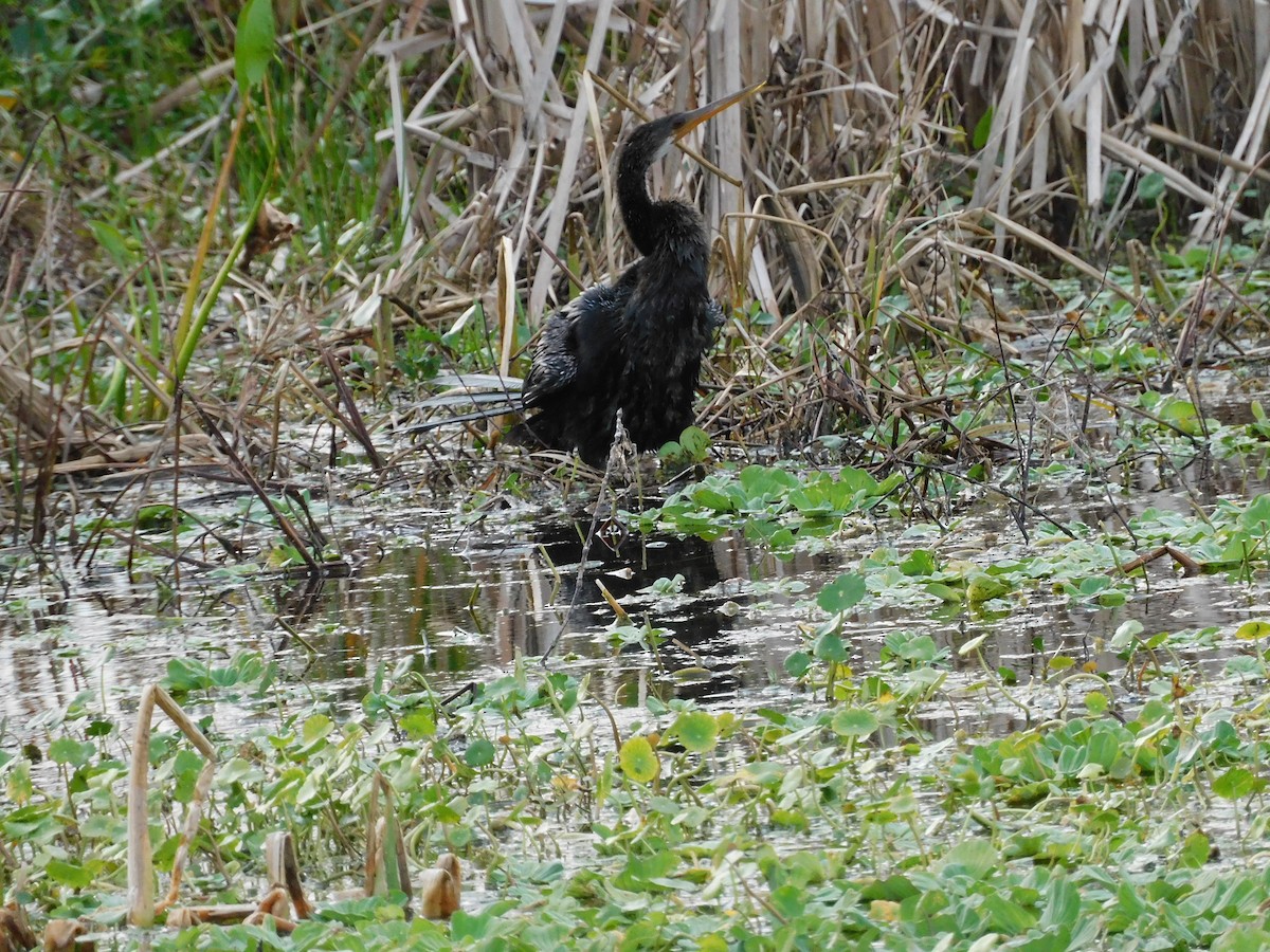 Anhinga - ML646432727