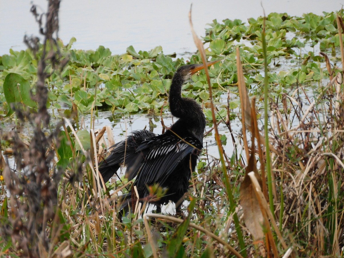 Anhinga - ML646432728