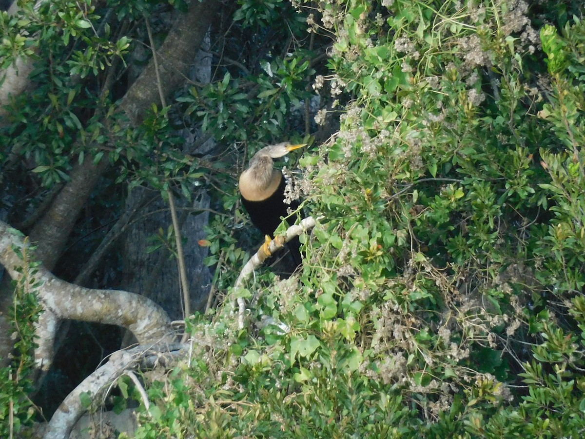 Anhinga - ML646432729
