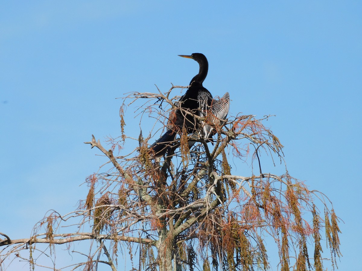 Anhinga - ML646432730