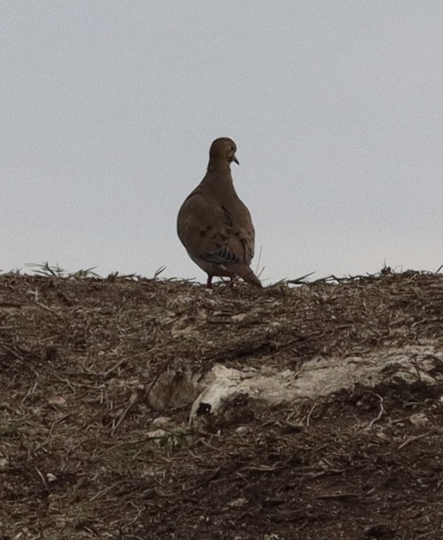 Mourning Dove - ML646432732