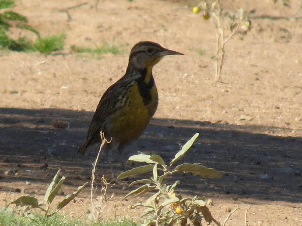 Western Meadowlark - ML646432733