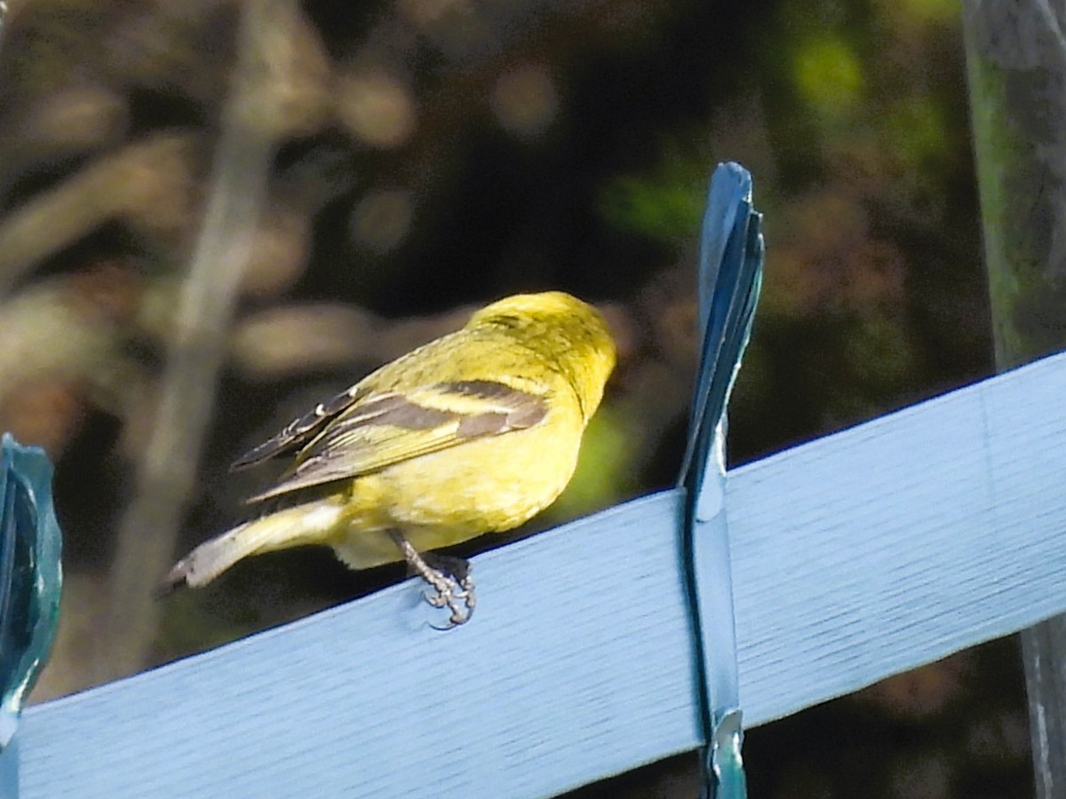 čížek vousatý - ML646432734