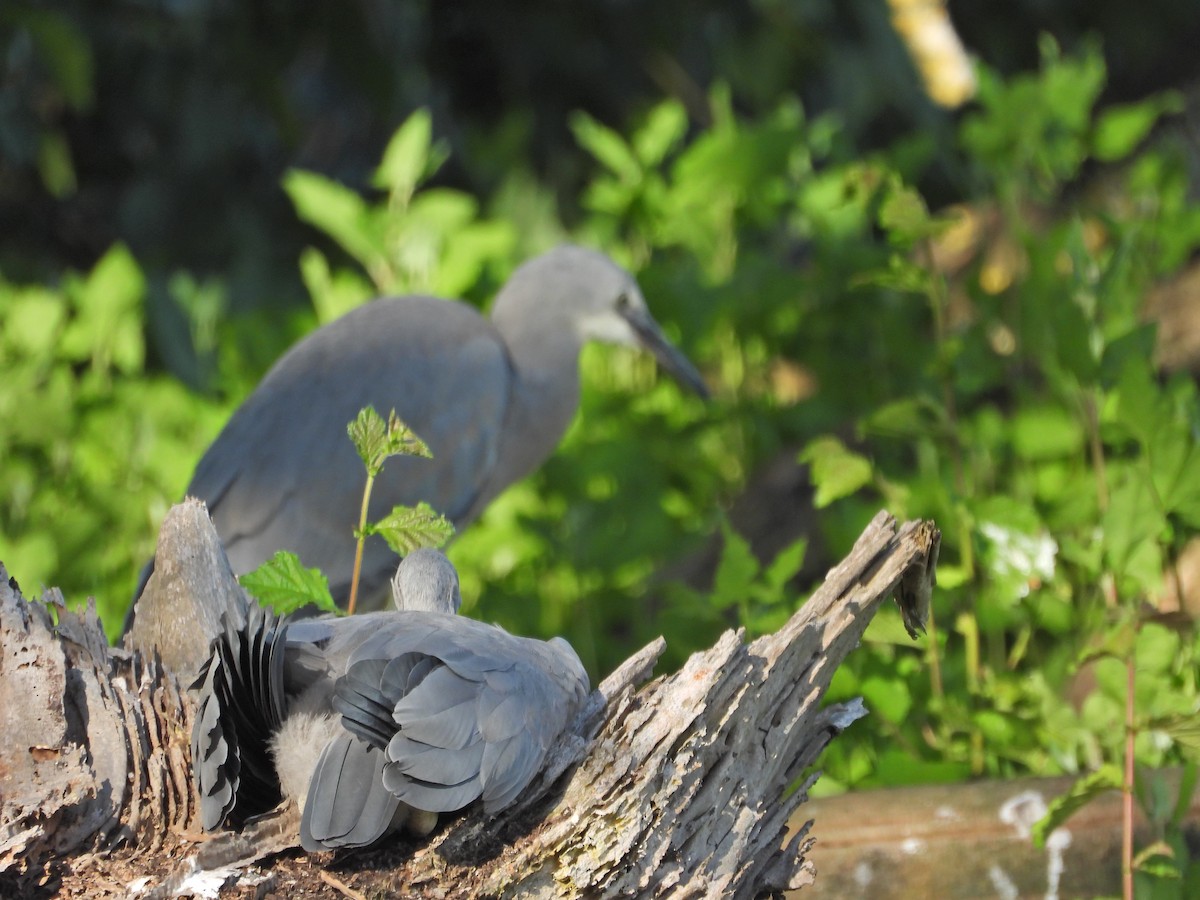 White-faced Heron - ML646432735