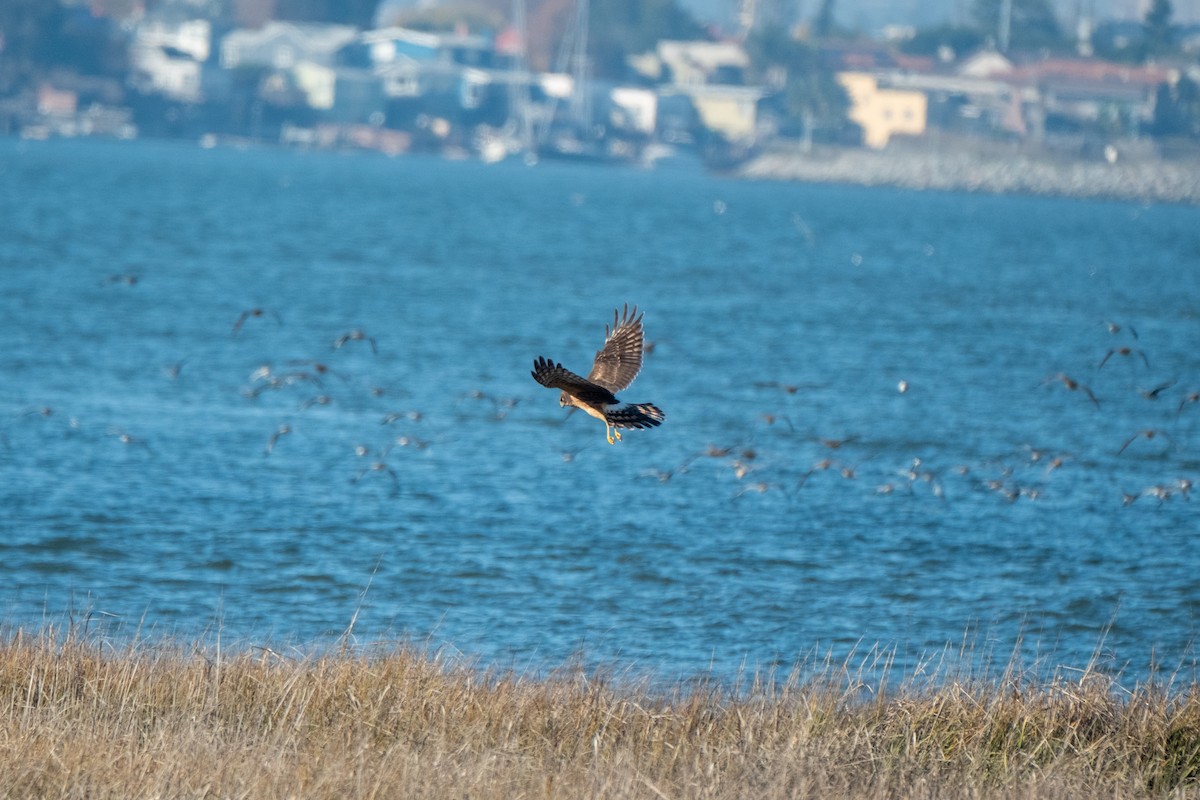 Northern Harrier - ML646432737