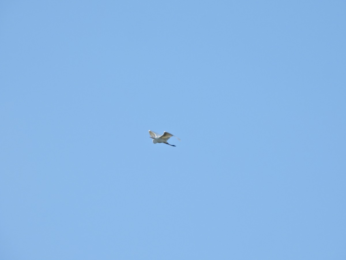 Koartza zuria - ML646432738